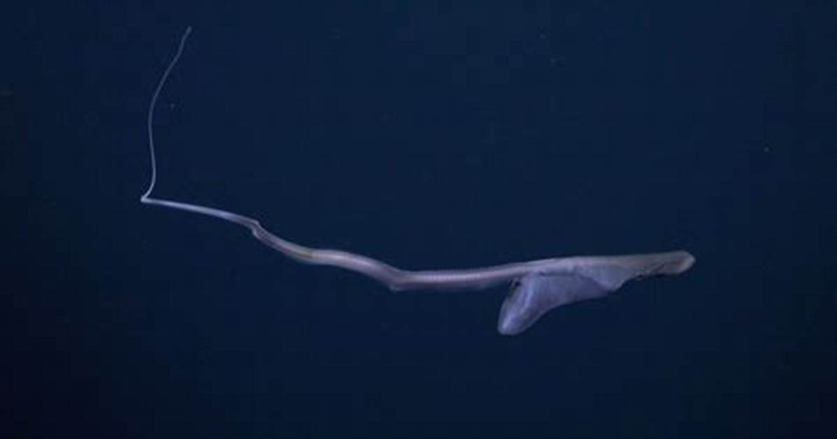 Deep Sea Eel