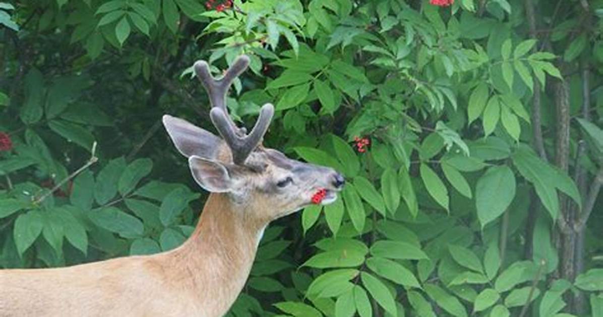 Deer Berries