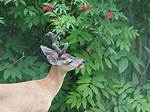 Deer Berries