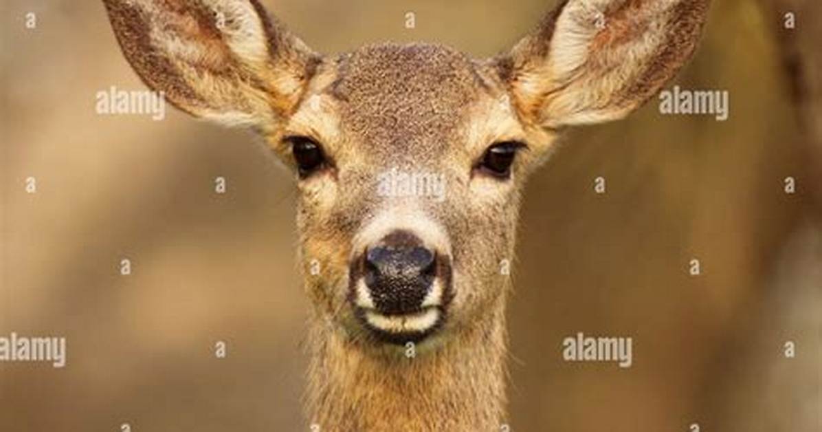 Deer Ears