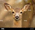 Deer Ears