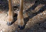 Deer Feet