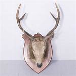 Deer Head