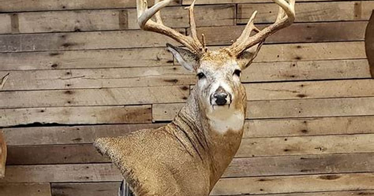 Deer Mount