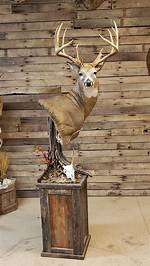 Deer Mount