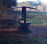 Deer Trough Feeder