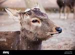 Deer Without Antlers