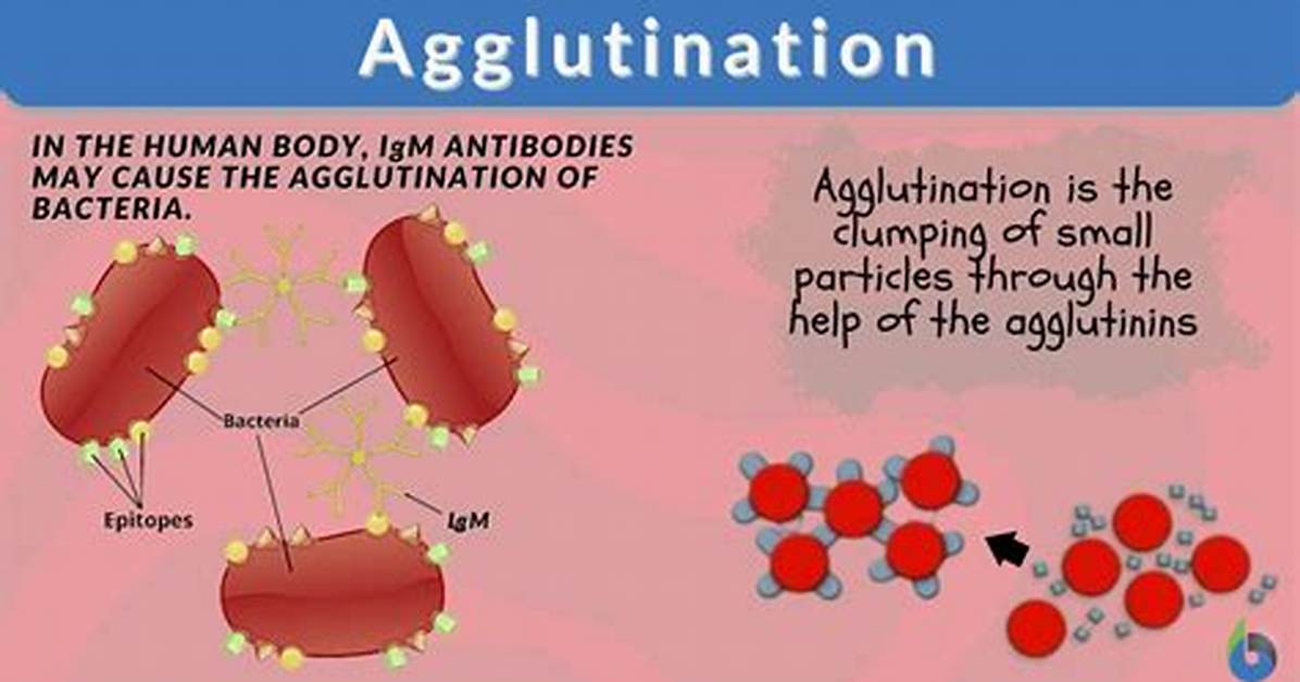 Define Agglutination