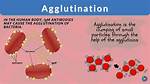 Define Agglutination
