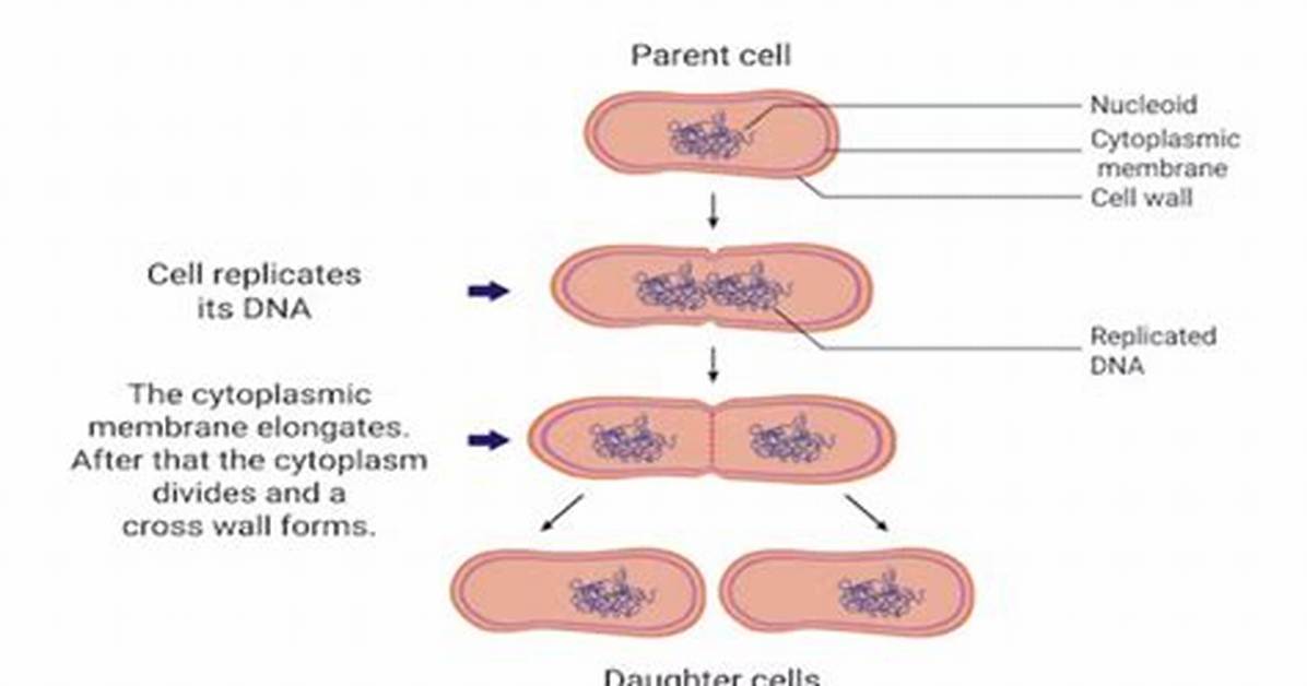 Define Binary Fission