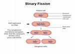 Define Binary Fission