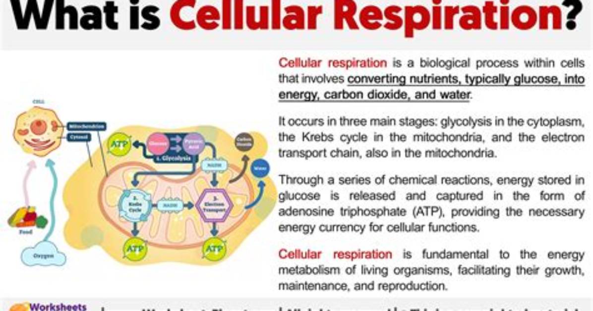 Define Cellular Respiration