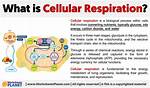 Define Cellular Respiration