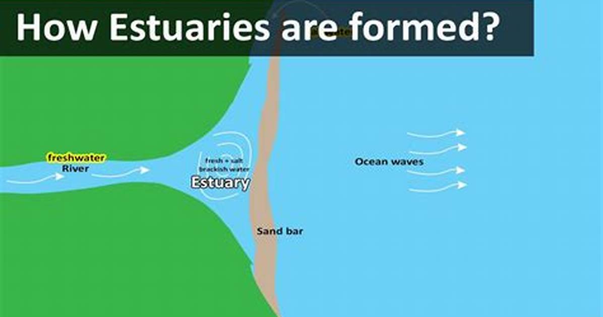 Define Estuary