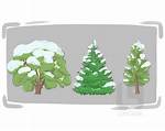 Define Evergreen