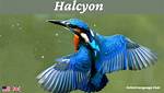 Define Halcyon