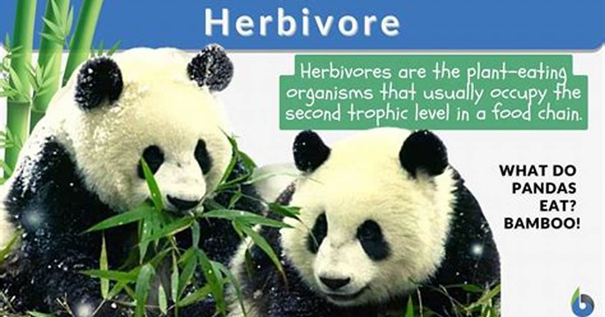 Define Herbivore