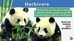 Define Herbivore