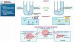 Define Osmolarity