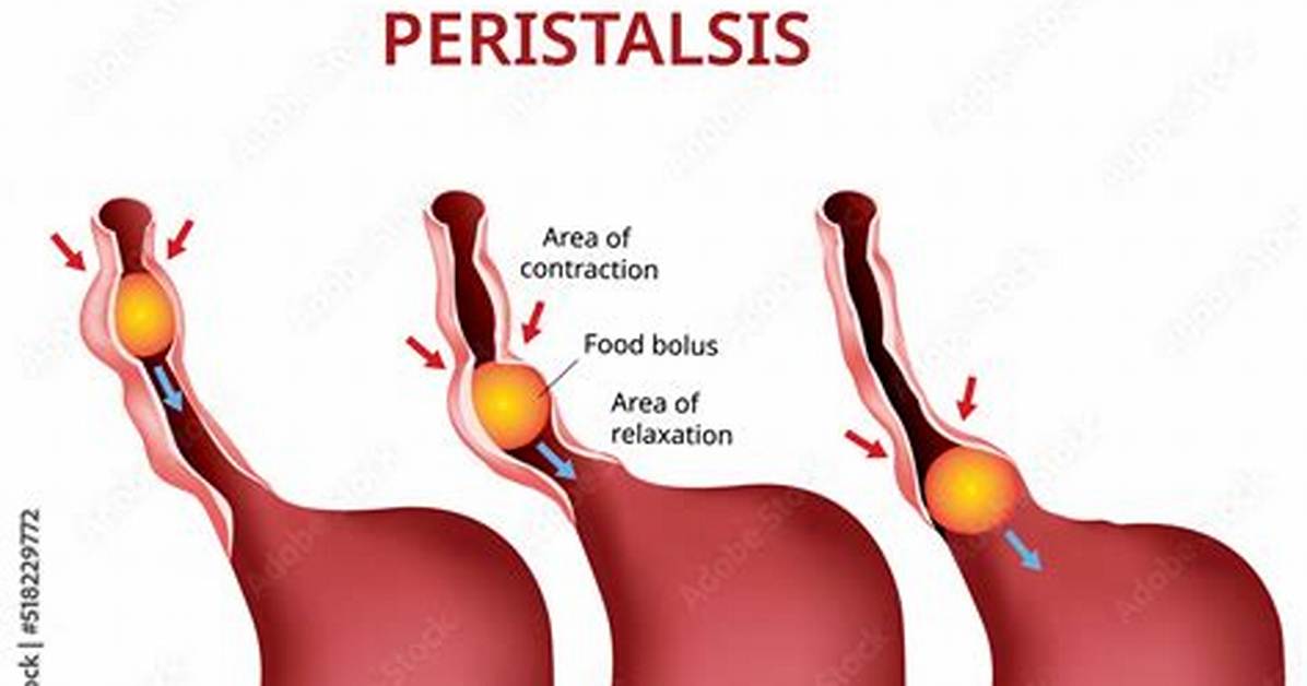 Define Peristalsis