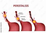 Define Peristalsis