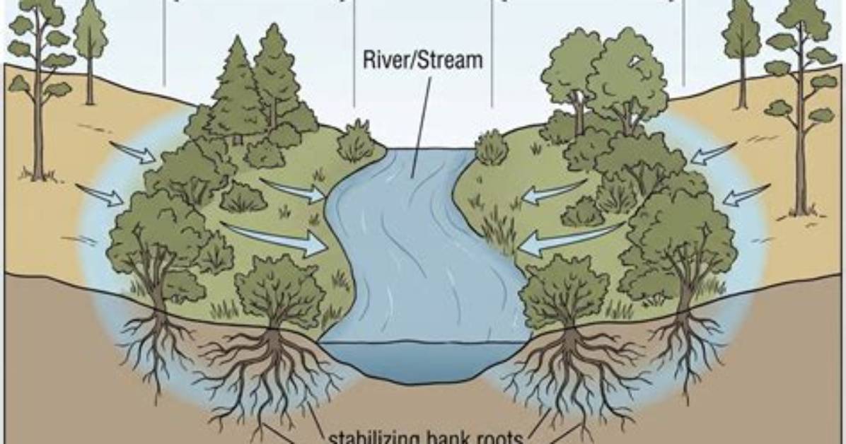 Define Riparian