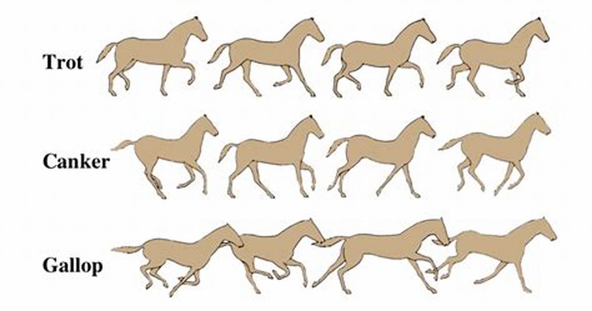 Define Stallion