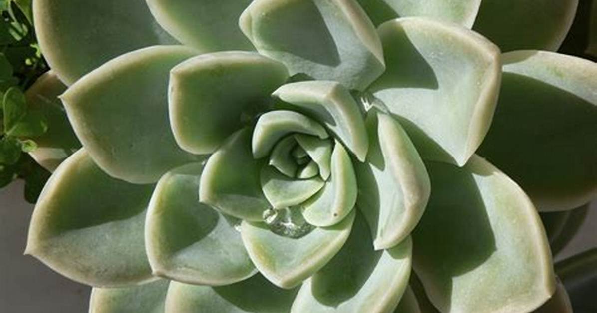 Define Succulent