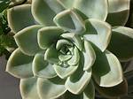 Define Succulent