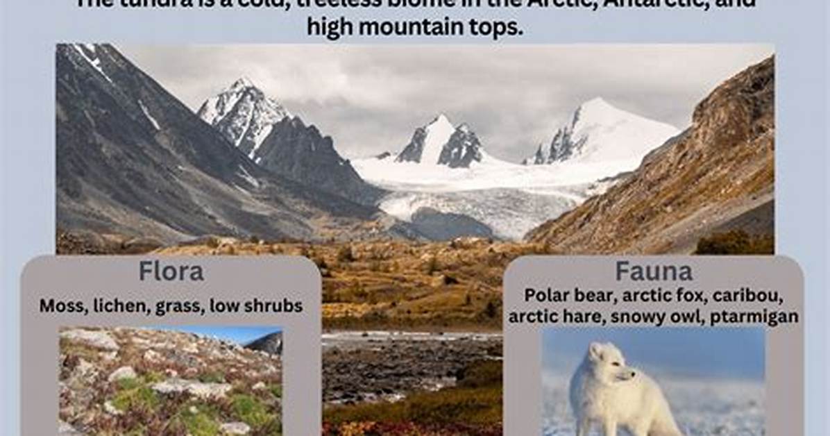 Define Tundra