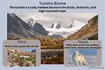 Define Tundra