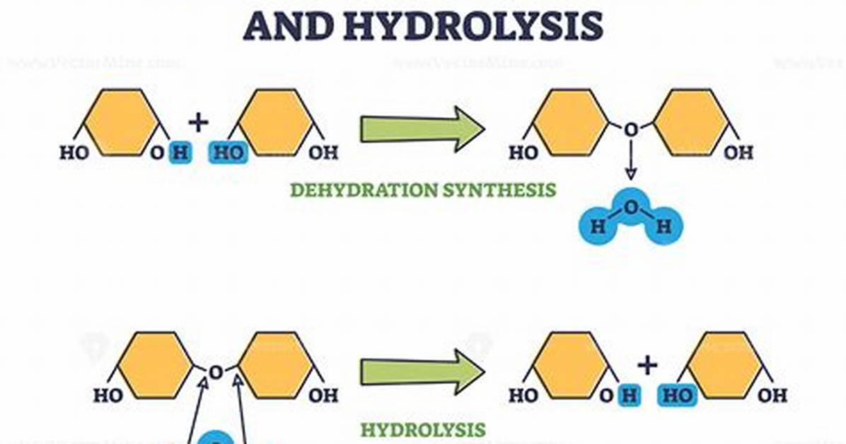Dehydration Synthesis Example