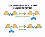 Dehydration Synthesis Example