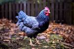 Delaware State Bird