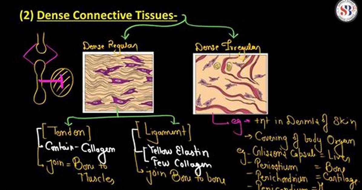 Dense Connective Tissue Function