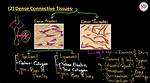 Dense Connective Tissue Function