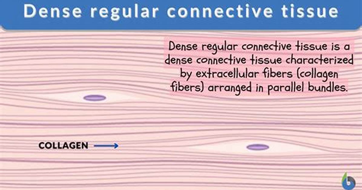 Dense Regular Connective Tissue Function