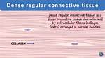 Dense Regular Connective Tissue Function