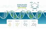 Deoxyribose Sugar