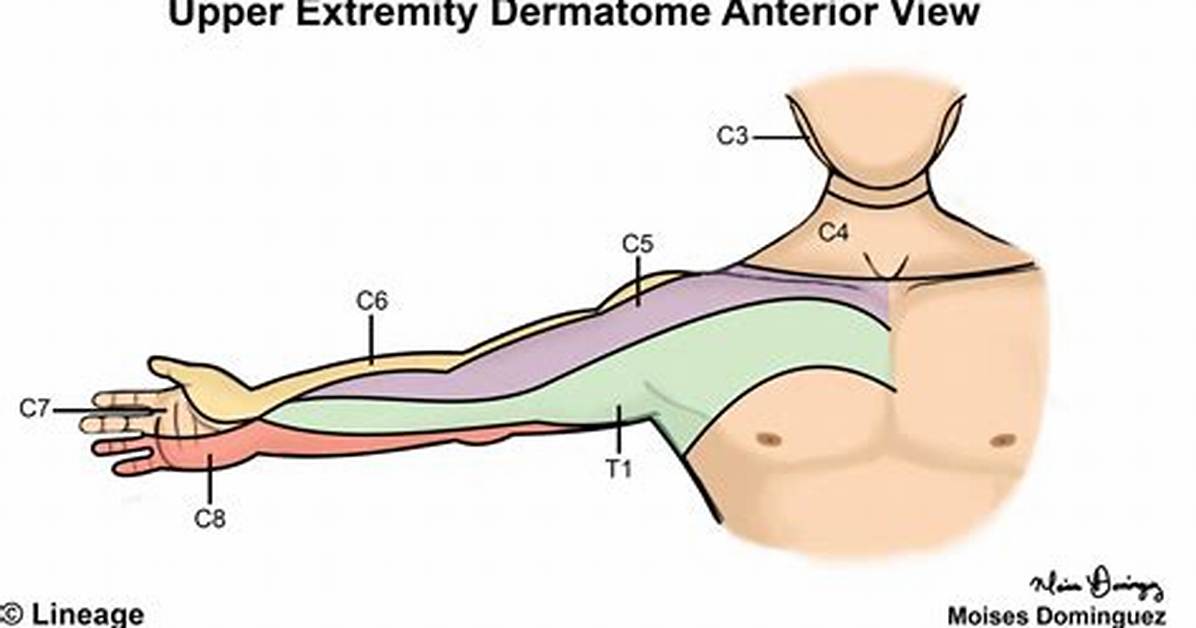 Dermatomes Upper Limb