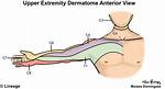 Dermatomes Upper Limb
