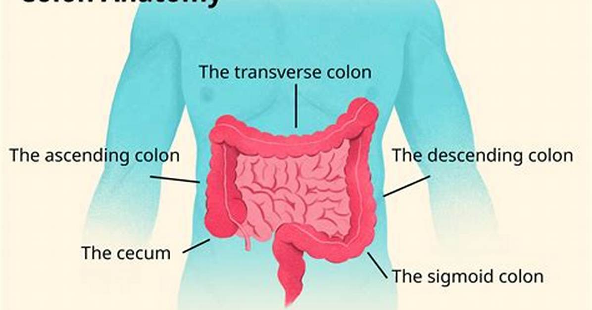 Descending Colon Function