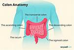Descending Colon Function