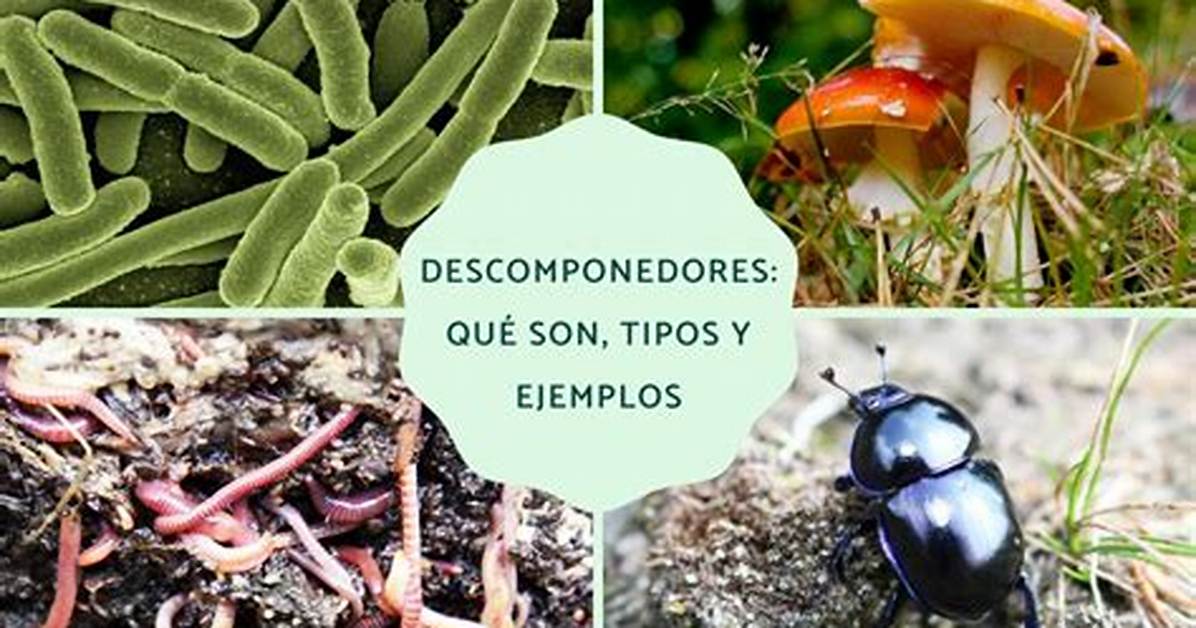 Descomponedores Ejemplos