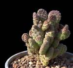 Desert Gem Cactus