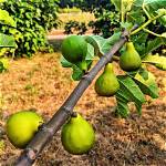 Desert King Fig