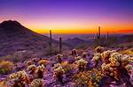 Desert Spring