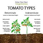 Determinate vs Indeterminate Tomatoes