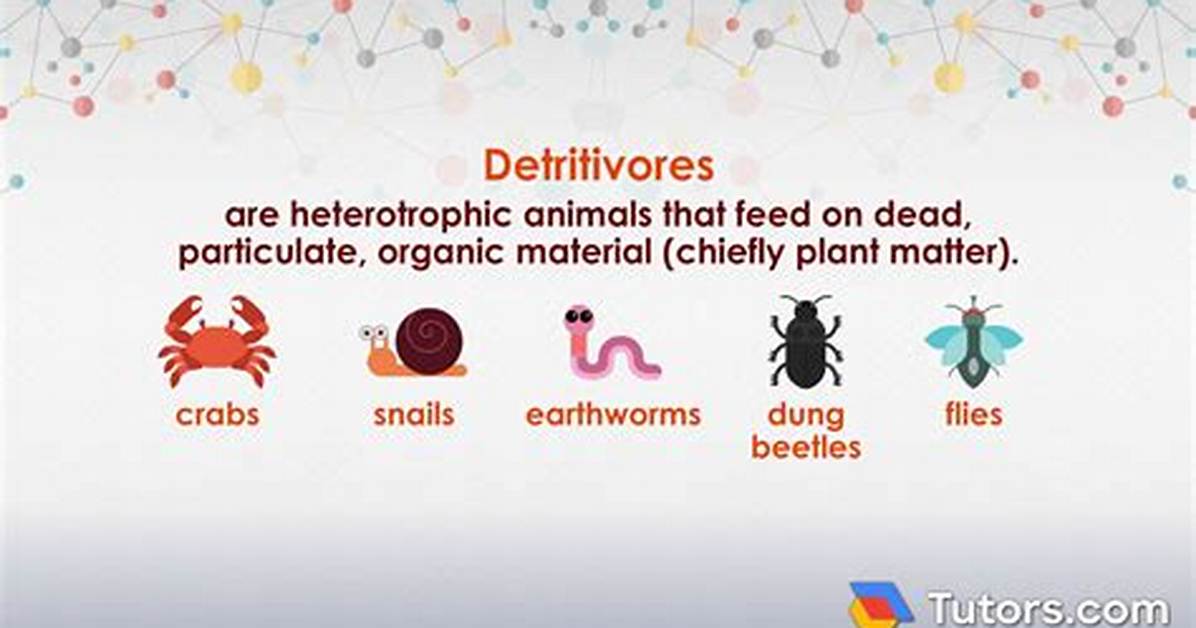 Detritivore Examples