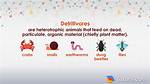 Detritivore Examples